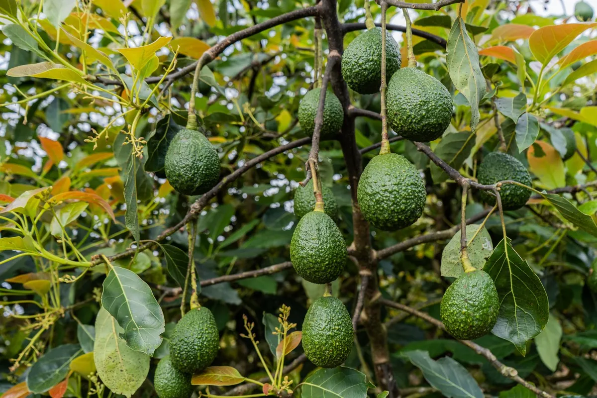 Hass avocados growing on a tree in Colombia