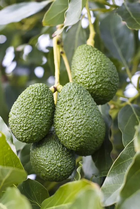 Hass avocados on the branch