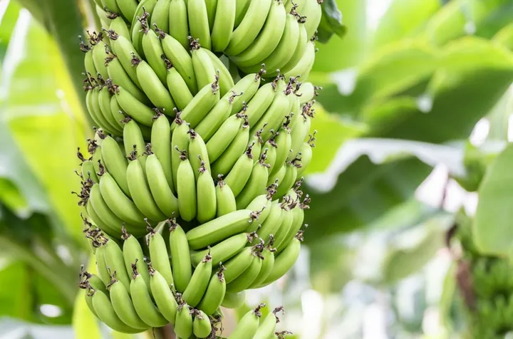 A bunch of green bananas