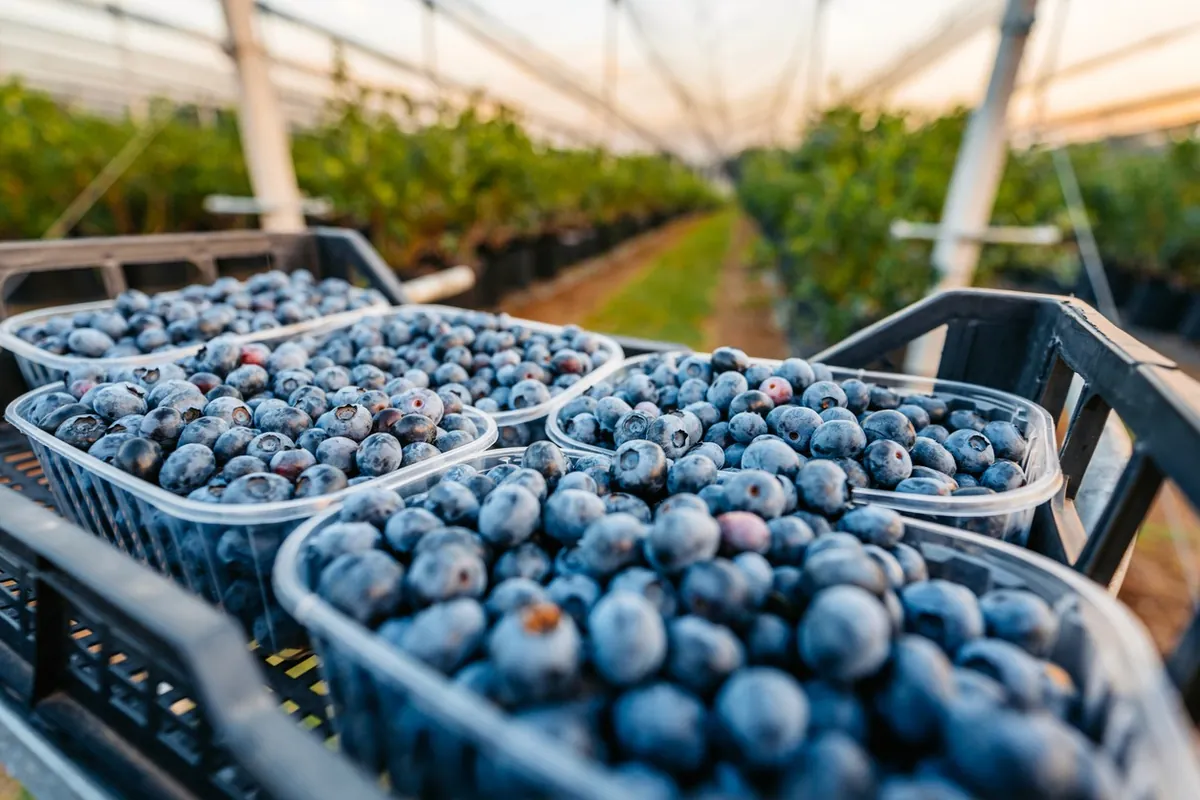 Crates of fresh blueberries inside a greenhouse