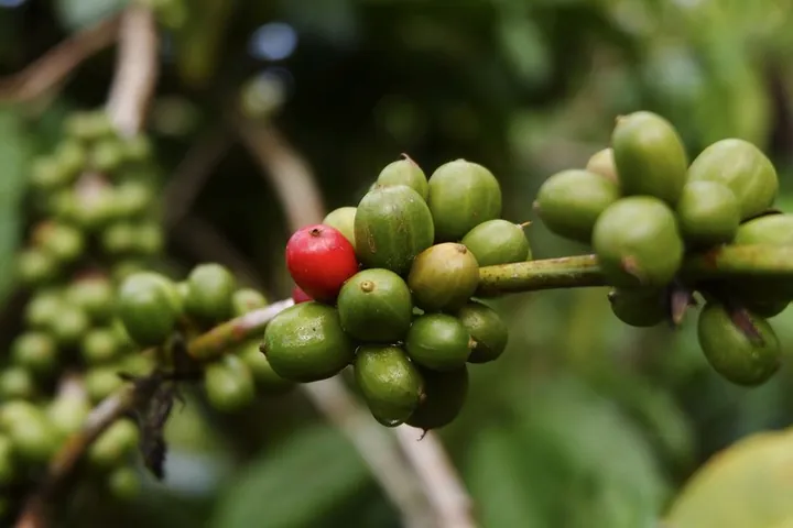 Coffee cherries on the plant